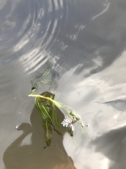 Potamogeton richardsonii