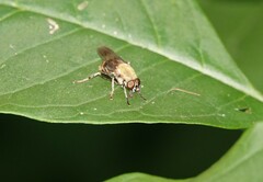 Pterallastes thoracicus