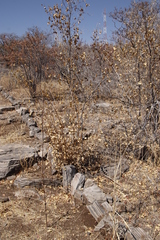 Combretum