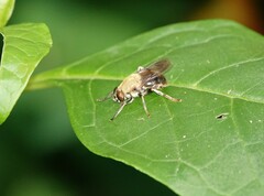 Pterallastes thoracicus