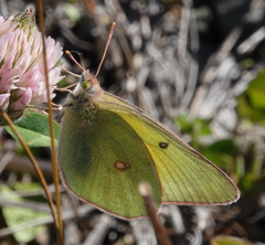 Colias christina