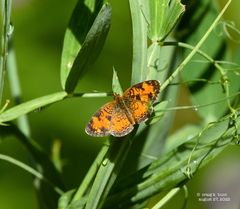 Phyciodes cocyta