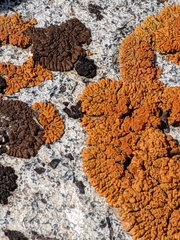 Xanthorioideae
