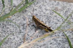 Aiolopus thalassinus