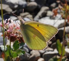 Colias christina
