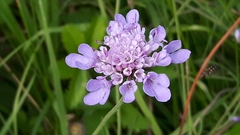 Scabiosa