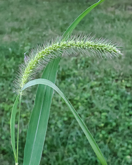Setaria faberi