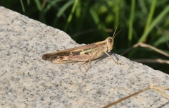 Aiolopus thalassinus