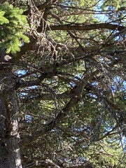 Dryobates pubescens
