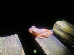 Rhacophorus pardalis