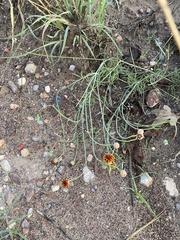 Thelesperma megapotamicum