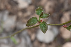 Davidia involucrata