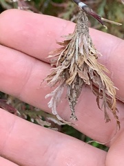 Thyridopteryx ephemeraeformis