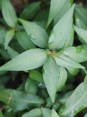 Persicaria odorata