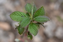 Davidia involucrata