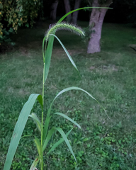 Setaria faberi