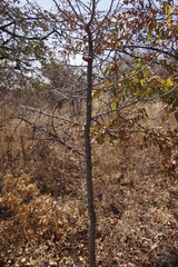 Colophospermum mopane image