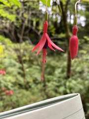 Fuchsia