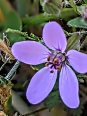 Erodium cicutarium