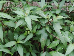 Persicaria odorata
