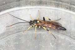 Ichneumon subdolus