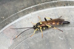 Ichneumon subdolus