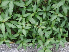 Persicaria odorata