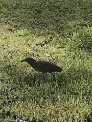 Gorsachius melanolophus