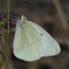 Colias christina