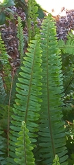 Nephrolepis exaltata
