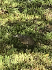 Gorsachius melanolophus