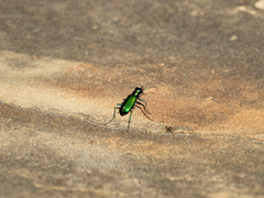Cicindela sexguttata