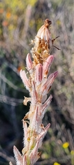 Trachyandra falcata