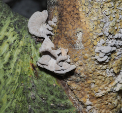 Schizophyllum commune