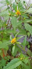 Bidens tripartita