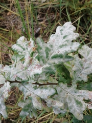 Erysiphe alphitoides