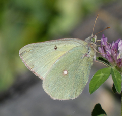 Colias christina