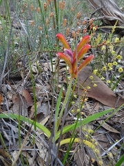 Anigozanthos humilis