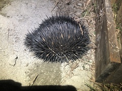 Tachyglossus aculeatus