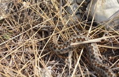 Vipera ursinii