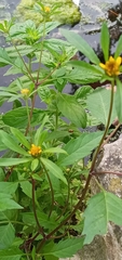 Bidens tripartita