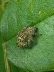 Philaeus chrysops