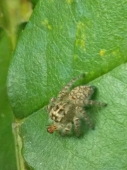 Philaeus chrysops