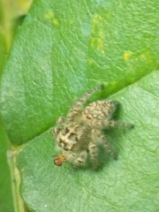 Philaeus chrysops