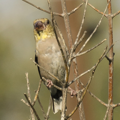 Coccothraustes coccothraustes