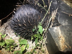 Tachyglossus aculeatus