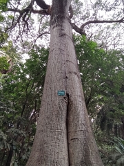 Ceiba speciosa