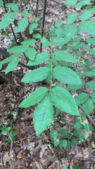 Zanthoxylum americanum