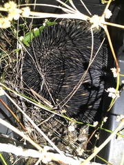 Tachyglossus aculeatus