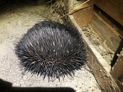 Tachyglossus aculeatus